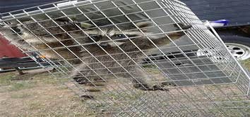 Photos by Ginx Rodent and Wildlife Removal LLC #1