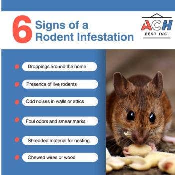 Ach Pest, Inc. Waco