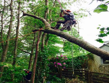 Photo(s) from Pacific Tree Care Solutions Llc