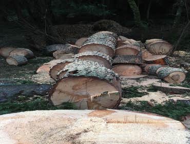 Photo(s) from Justin L Foss Tree Service