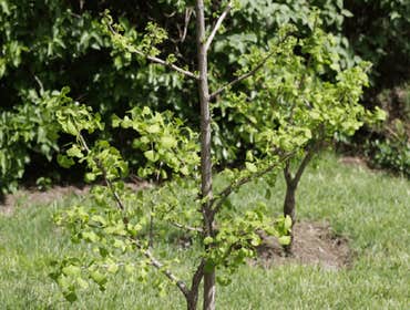 Photos by Ithaca Tree Service #1