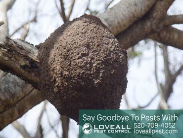 Termite-Pest Control Service