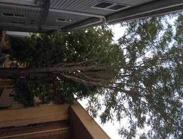 Tree Service South Jersey