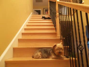Installation hardwood floors