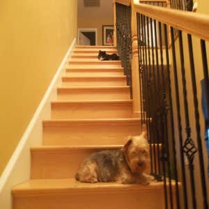 Installation hardwood floors