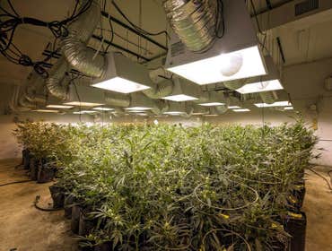 Grow Photos