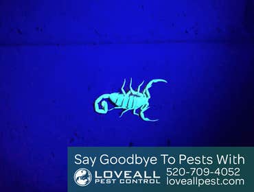 Termite-Pest Control Termite-Pest Control Service