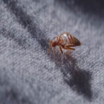 Pest Busters Omaha