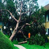 Tree Techs Professional Arbor Care