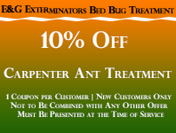10 Off Carpenter Ant Treatment