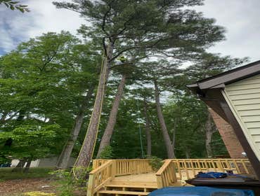 Flores Tree Services General & Landscaping