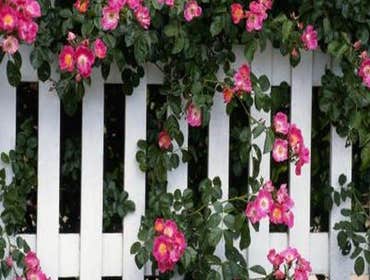 Fences