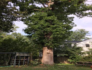 Photo(s) from Bonilla Tree Service Inc