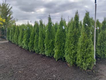 Photos by Charley Gaspar Landscaping LLC #5