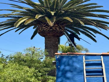 Photos by California Green Tree Care #1
