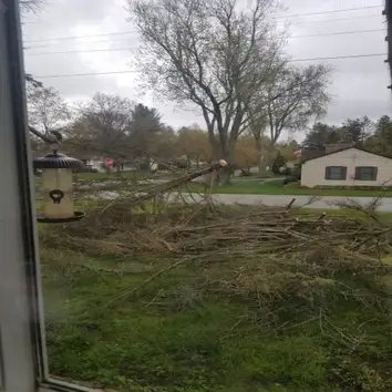 1, 2, Tree