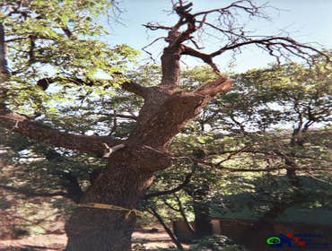 Photos by Estates Tree Service #1