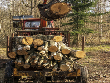 Tree Removal in Marietta, GA | Baxter General Contracting