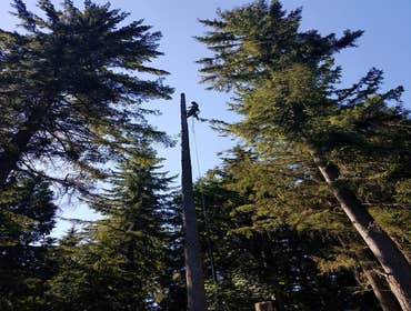 Photos by Elite Tree Care #1