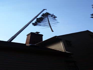 Photo(s) from Cs Tree Services