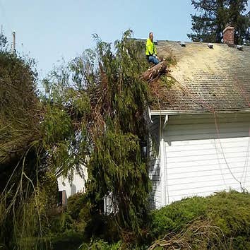 Photos by Get Er Down Tree Service #1