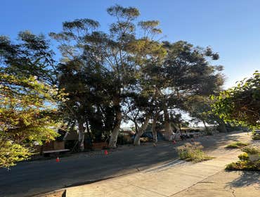Photos by California Green Tree Care #1