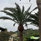 Hallelujah Tree Service