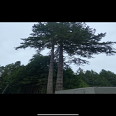 Photos by Sturdy Tree Solutions LLC #1