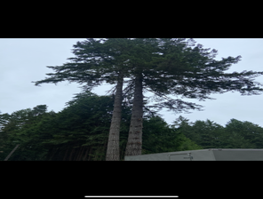 Photos by Sturdy Tree Solutions LLC #1