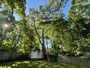 Photos by American Pride Tree Experts & Landscaping Inc #34