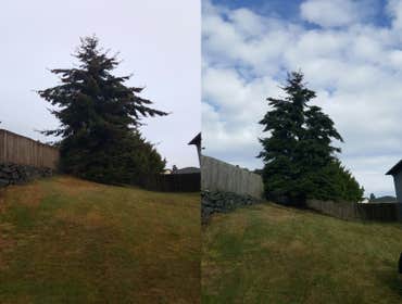 Photo(s) from Pacific Tree Care Solutions Llc
