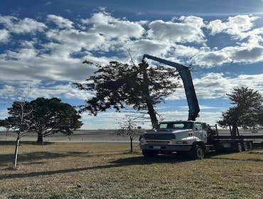 Photos by Wigginton Tree Service #1