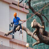 Peoria Tree Services