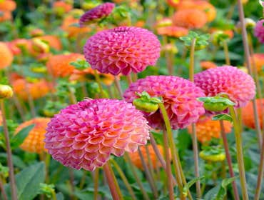 Photos by Mercy Garden Nursery #1