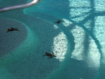 Sea Turtles