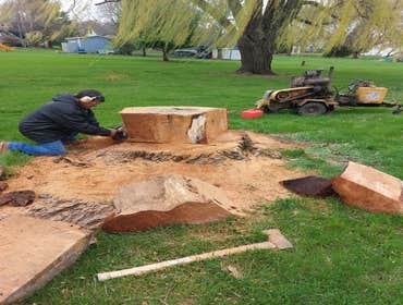 Photos by Alvarez Tree Expert- Tree Service- Tree Removal- (630) 201-8389 #1