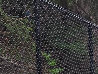 Photo(s) from Kodiak Fence & Gate Company