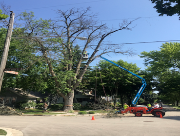 Photos by Green Bay Tree Service #1