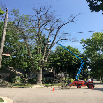 Photos by Green Bay Tree Service #1
