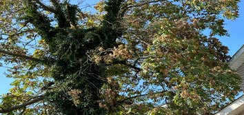 Photos by Hoffman Expert Tree Services LLC #2