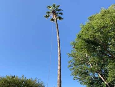 Photos by Villeda Tree Services #1