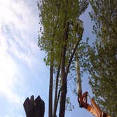 Photos by Black Lab Tree Service #1