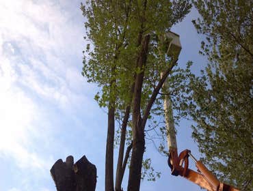 Photos by Black Lab Tree Service #1