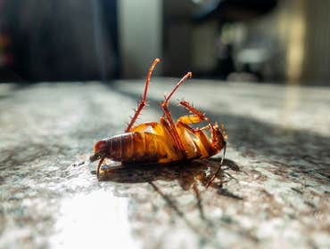 Photos by the Holy Termite #1