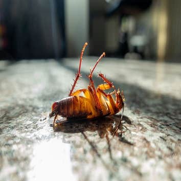 Photos by the Holy Termite #1