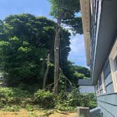 Photos by Yandi's Tree Service #3
