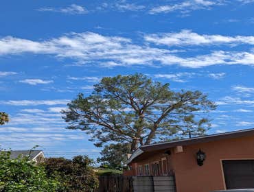 Photos by Majestic Tree Care Inc #1