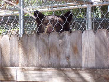 Nm Bear watch 9-23-11