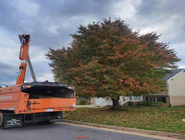 Photos by Hernandez Tree Services #11