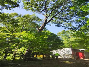 Flores Tree Services General & Landscaping